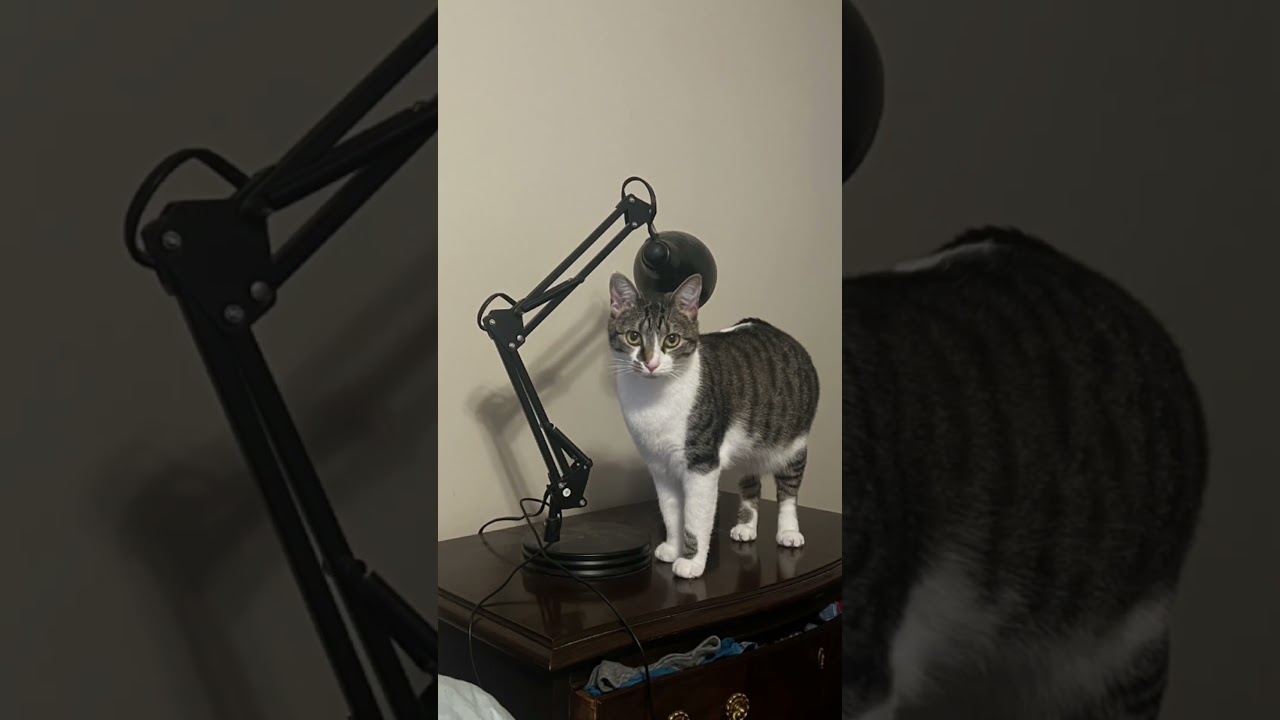 Shirley (TN), a Adoptable Domestic Medium Hair in Kingsport, TN video 6/6