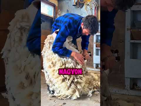 Láttad már hogyan bánnak a juhokkal? #sheep #farmer