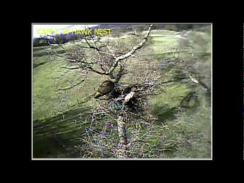 A Pair of Red-Tailed Hawks _12.13.12_