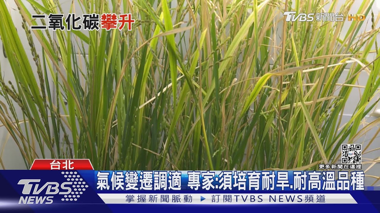 氣候暖化危機 農作物營養成分恐減低、引發糧食安全