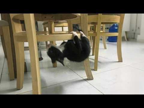 Get a Cat they said, It will be fun🤣