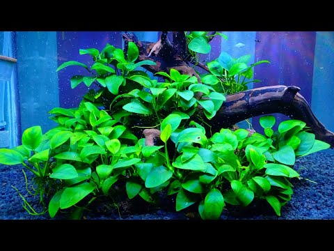 Watch Video on YouTube