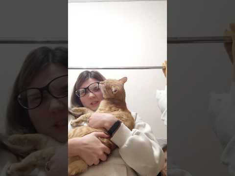 такие вот дела 🤷♂ #tiktok #cat #рек #кот #рекомендации #catlover #kitten #cute #котик #shorts