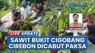 Kebun Sawit Bukit Cigobang Bikin Kesabaran Warga Habis, Geruduk dan Cabut Paksa: Perusahaan Ingkar
