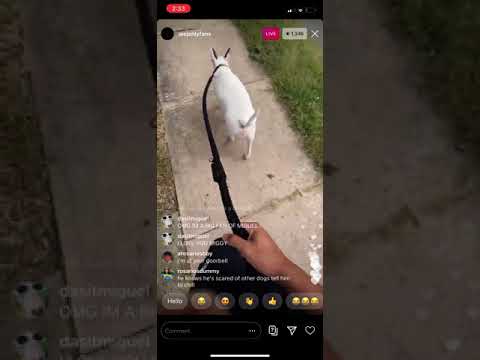 Alejandro Rosario insta spam live 9/24/20