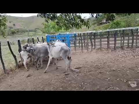 ➡️ *PROMOÇÃO 10 Garrotes: 2.500 reais cada em Serraria/ Paraíba. Whatsapp 84 99810 2784#gado 