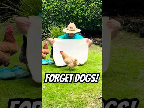 FORGET DOGS!! 🐔💕 My chickens are WAY cuddlier and cuter hahahah watch to find out!