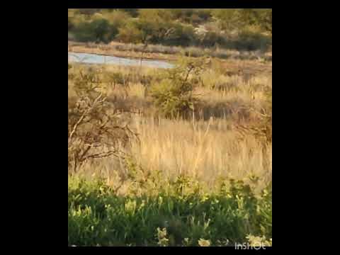 (jabalí) padrillo 10/03/25  tomando agua ,   orilla de ruta 22.  La Adela  La Pampa.