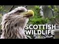 The Spectacular Wildlife Of Springtime Scotland | Scotland: A Wild Year | All Out Wildlife