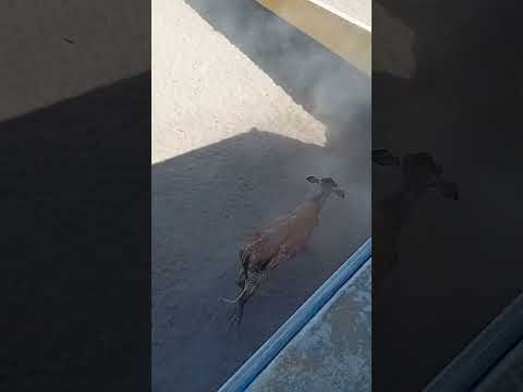 Fazenda Vianna Iracema Ceará