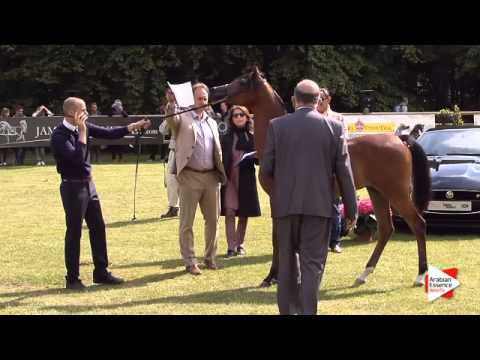 N.124 SAUD AM - Bruges 2015 International - Yearling Colts (Class 102A)