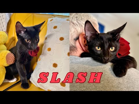 Slash Roe, an adoptable Domestic Short Hair Mix in Friendswood, TX_image-1