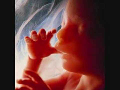Video thumbnail for Fetus (Belly Button Window)
