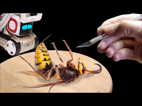 人工知能が侵入スズメバチを報告