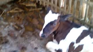 গাভীর খামার