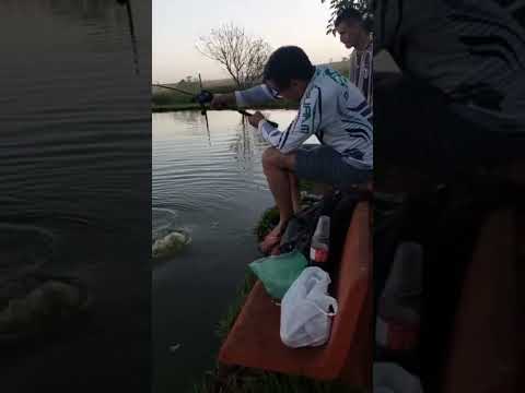 Balanço das Águas Pesqueiro em Santa Helena de Goiás, GO #fishing #pesca #fish #fishingvideo