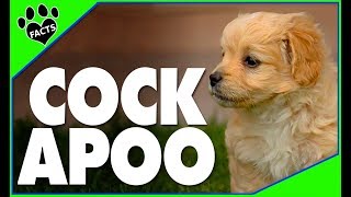 Designer Dogs 101: Cockapoo - First Designer Dog Cocker Spaniel Poodle Mix - Animal Facts