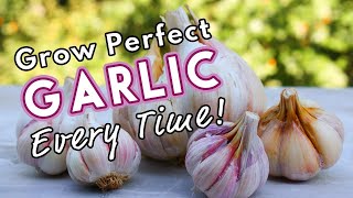 Grow Perfect Garlic Every Time