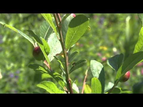 Rainier wild flowers