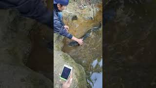 Download lagu Gateng ikan sidat jurang gandul Ngrayun mp3 Download lagu Gateng ikan sidat jurang gandul Ngrayun mp3