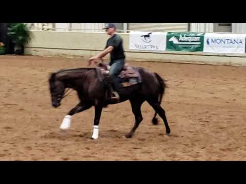 Rio Pretty (CFR Centenario Wimpy x Miss Scarlett Chex)