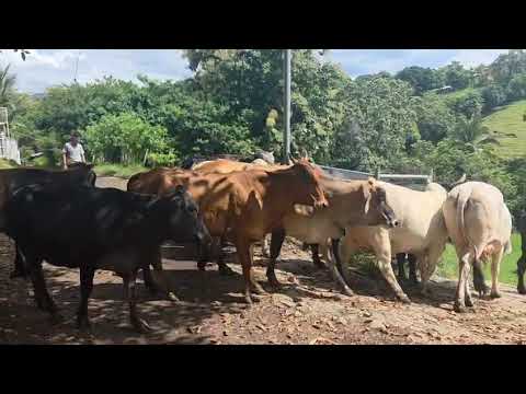 Disponibles en Sonsonate santo domingo de Guzmán Sonsonate WhatsApp 60632341