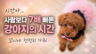 내 강아지의 시간이 조금만 더 느리게 흘러가면 좋겠습니다