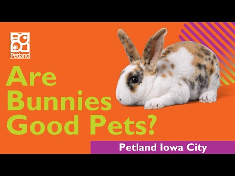 Are Bunnies Good Family Pets?