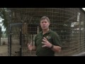 Zoo Animals What Does A Zebra Look Like