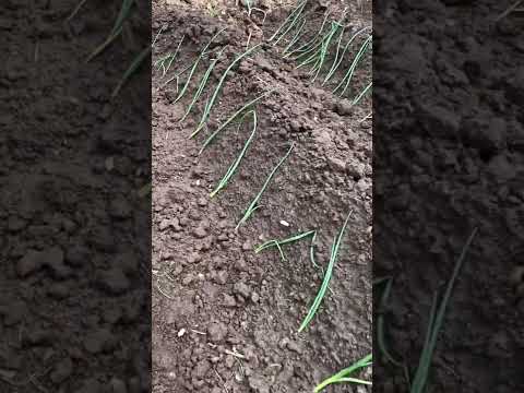 ネギの準備:簡単なレシピのアイデア 植物