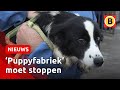 ALWEER honden weggehaald bij OMSTREDEN fokker | Omroep Brabant
