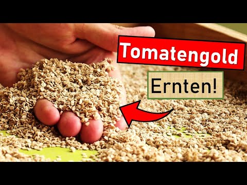 Tomatensaatgut richtig ernten 🍅 Professionell & im großen Stil 🤩 Ernte, Aufbereitung und Trocknung 🌾