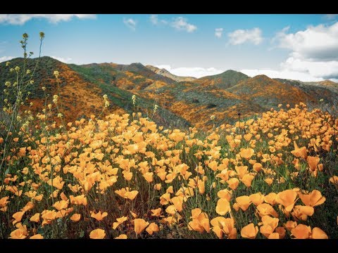 Walker Canyon Poppy Fields Superbloom