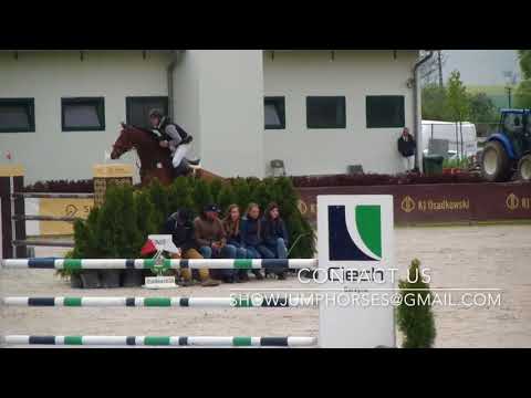 FOR SALE 2011 gelding by Centadel - Cornet Obolensky TOP PROSPECT