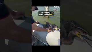 A cormorant is caught on a fishing line, until a boat comes 🐦❤️  #BirdRescue #WildlifeRescue