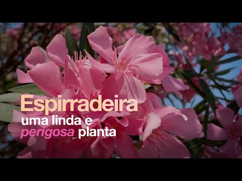 , title : 'Espirradeira, uma linda e perigosa planta'