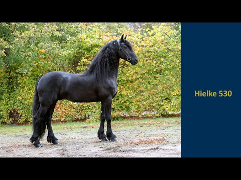 Hielke 530