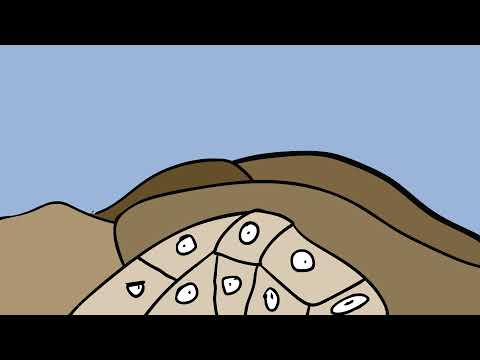 All Tomorrows Animation || The Colonials in a nutshell