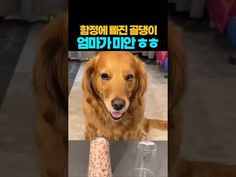 ❤️ 미안 ^^; 간식은 그냥 줄께~ #강아지 #댕댕이 #애견영상