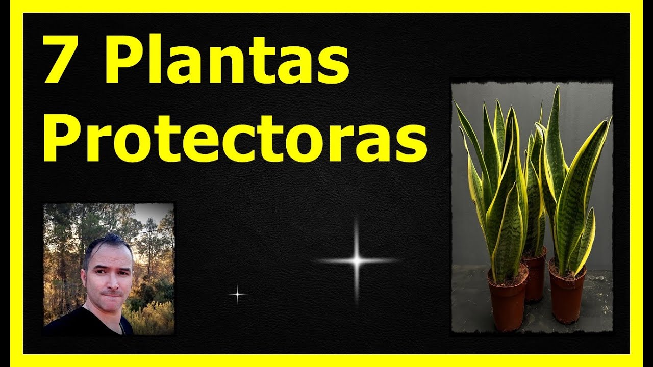 7 PLANTAS PROTECTORAS para el HOGAR #plantasprotectoras #plantasmágicas #herbalismo