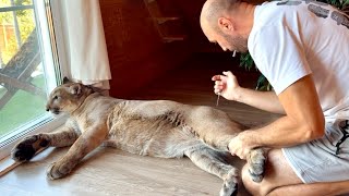 Пуме Месси снова потребовались уколы| Puma Messi has to endure injections.
