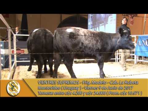 09-06-17 Venta de Terneras - Vientres Supremos - Montevideo (Uruguay)