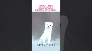 【癒し系】現実版の「雪の妖精」、見ているだけで気分がぐっと明るくなる！#イタチ#可愛い動物#癒し
