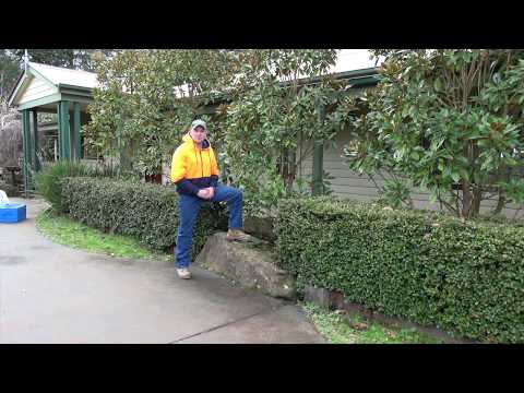 Little Gem Magnolia Pruning Advice by Jindabyne Nursery Monbulk