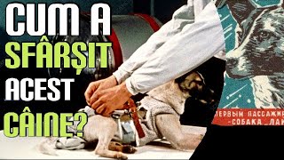 Laika | O poveste trista!