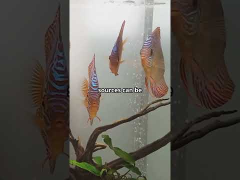 Discus Fish Diet & Feeding Tips 🐠