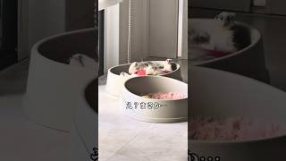 本当にやめて。 #チワワ #犬 #シニア犬 #犬のいる暮らし