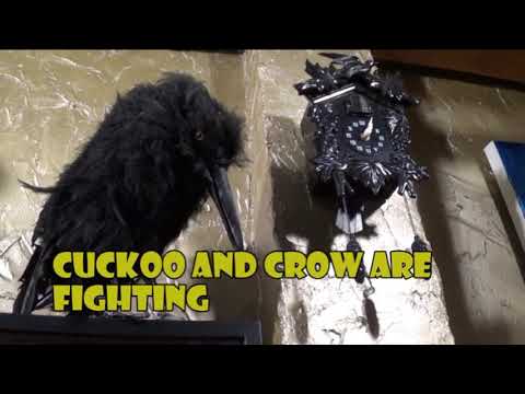 Vardos Cuckoo vs crow