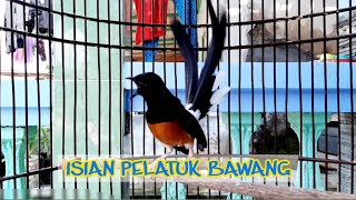 Download lagu Murai Isian Pelatuk Bawang mp3