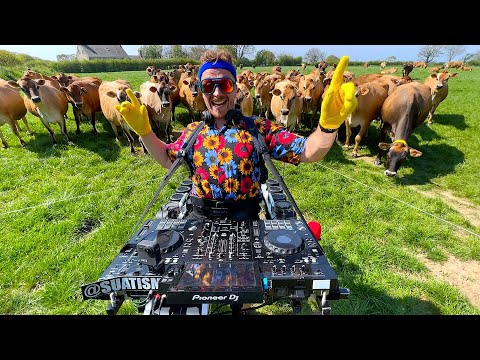 Herd of Cows show DJ how to Party!